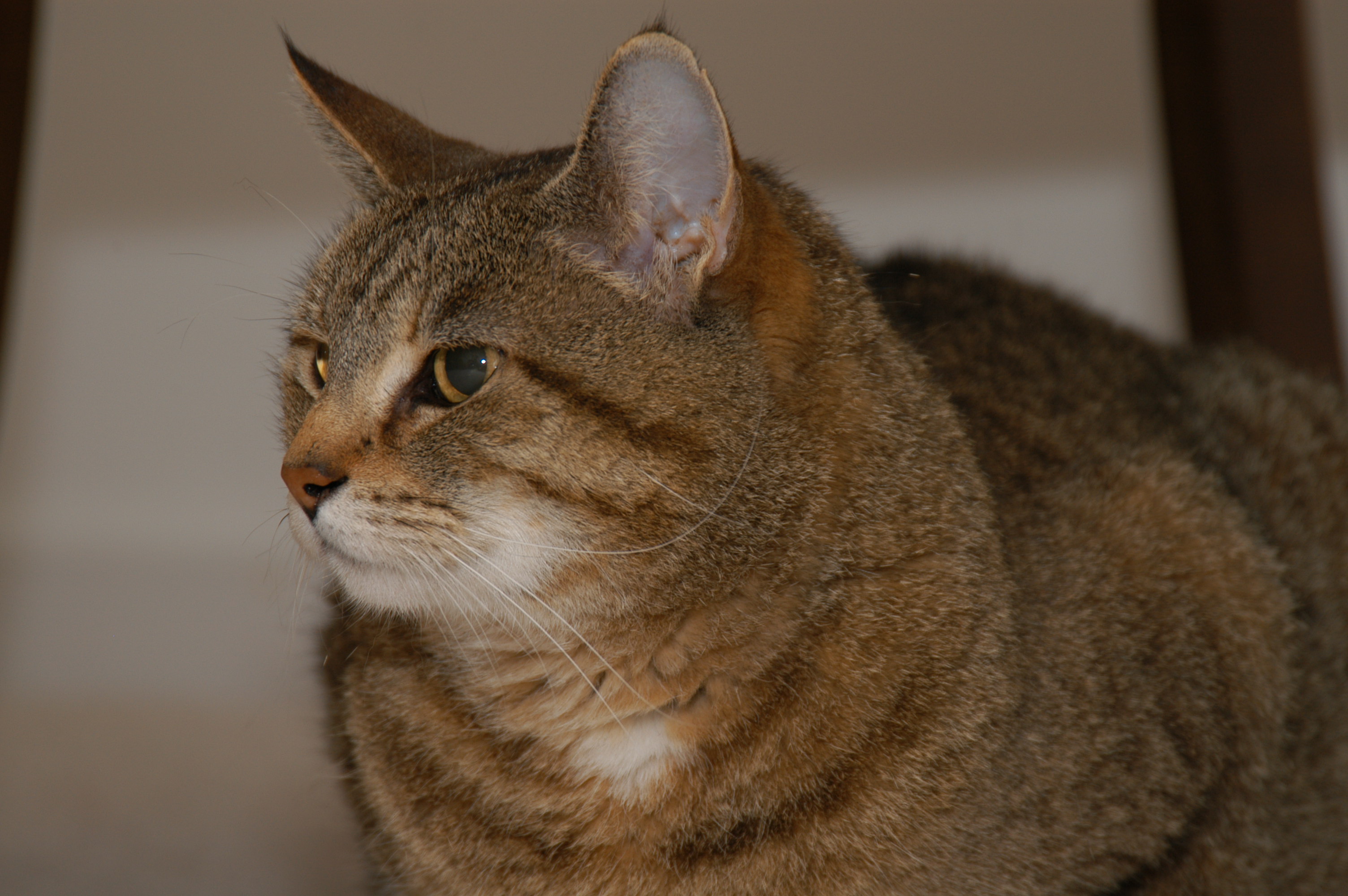 “The cats in Cat Heaven are so loved and spoiled… God lets them all lie on his bed…”